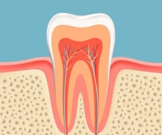 Endodontics Ashburn VA - Root Canal image