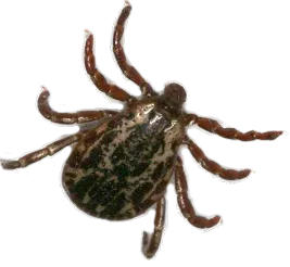 Lyme Disease from Ticks in Winchester Virginia