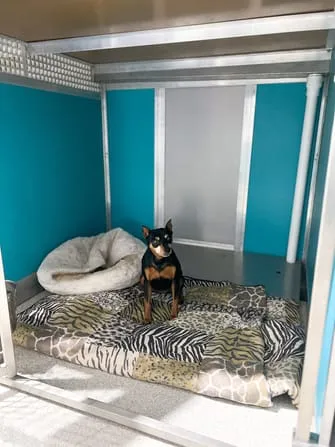 inside of kennel for small training dogs