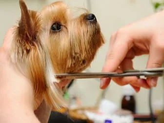 Terrier getting groomed