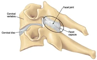 cervical joint