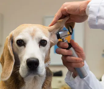 dog getting ears checked