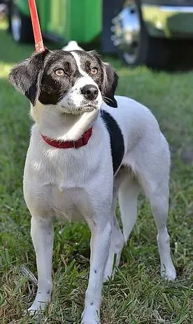 image of cocker spaniel dog. 