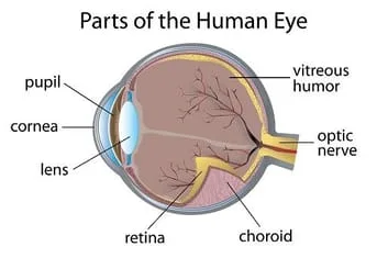 retina3.jpg