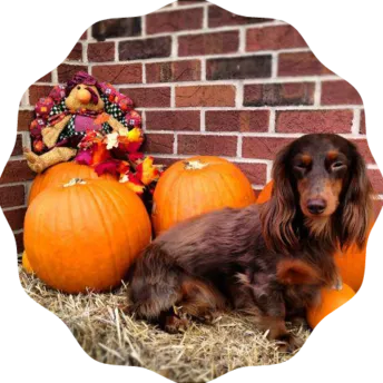 Thanksgiving harvest dachshund pic 