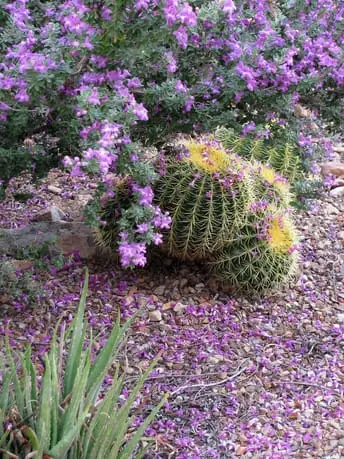sage cactus