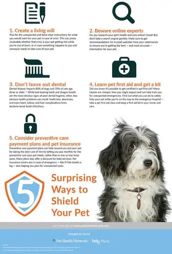 Surprising Ways to Shield Your Pet