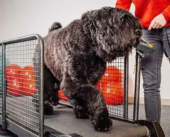 Comfortable Boarding Facilities for Pets