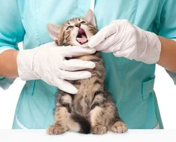 Quality Dental Care for Pets