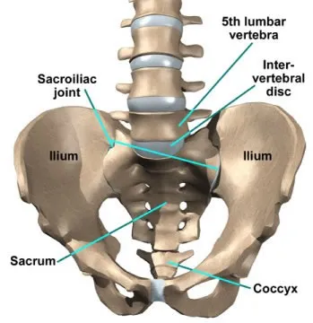 SI_joint.jpg