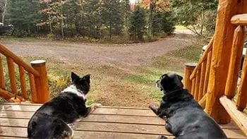 dogs on a porch