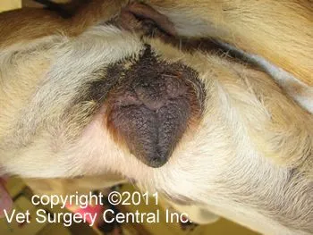 Dogs swollen vulva store heat