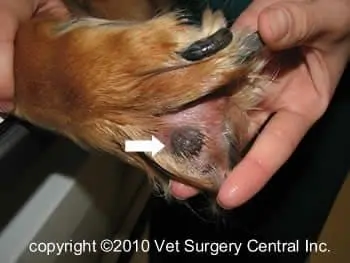 squamous cell carcinoma dog paw
