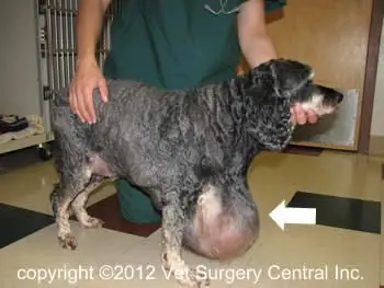 Fatty dog tumor hotsell