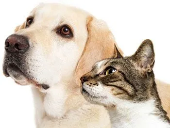 image of a dog a cat