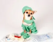 dog_in_surgery_gown