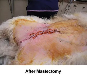 Breast Tumor Surgery aka Mastectomy