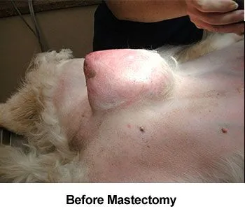 Breast Tumor Surgery aka Mastectomy