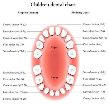 Tooth Eruption Chart - Pediatric Dentist in Cedar Park, TX