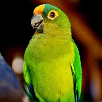 Peach-Front-Conures