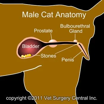 Male cat urinary outlet crystals