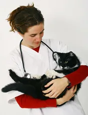 las vegas animal hospital