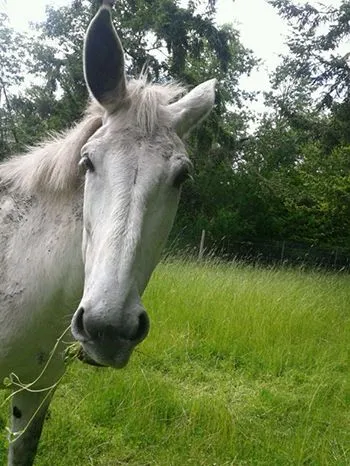 equine nutrition