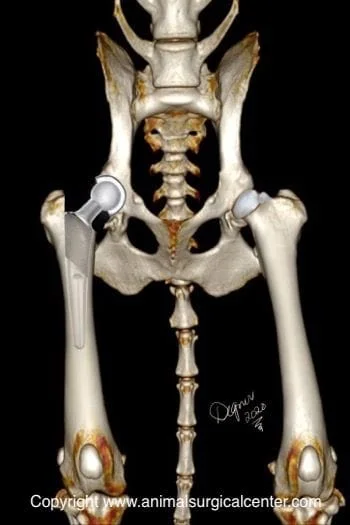 Total Hip Replacement in Young Dogs • MSPCA-Angell