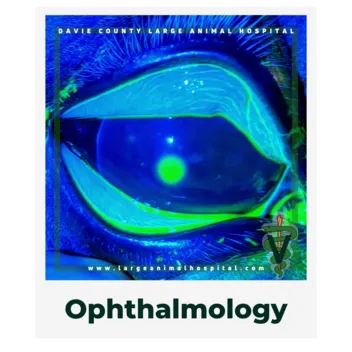 Ophthalmology.OwnerEducationLibrary.Davie.County.Large.Animal.Hospital.Corneal.Ulcer.in.blue.light.horse