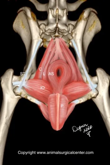 perineal hernia in dogs managing