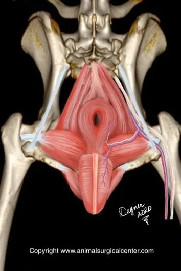 anatomy perineal 2
