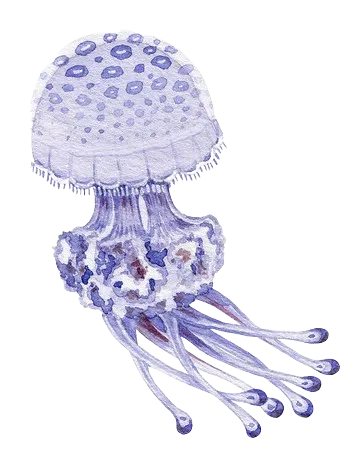 jellyfish