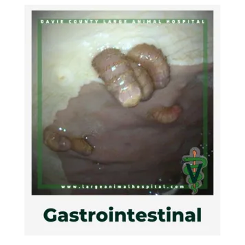 Gastrointestinal.OwnerEducationLibrary.DavieCountyLargeAnimalHospital.Gasterophilusinfestation.botsinhorsestomach
