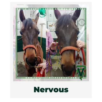 Nervous.OwnerEducationLibrary.DavieCountyLargeAnimalHospital.Facialnerveparalysishorseelectroacupuncture