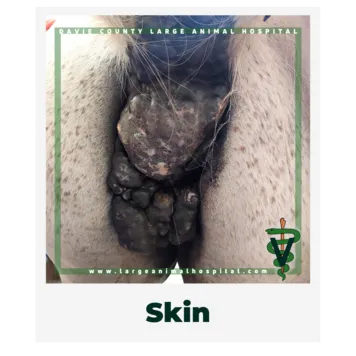 SkinTumors.OwnerEducationLibrary.Davie.County.Large.Animal.Hospital.Melanomasinhorses