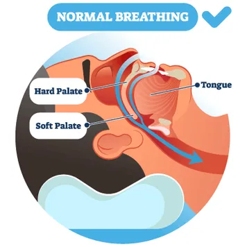 Normal Breathing