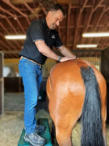 doctor adjusting horse