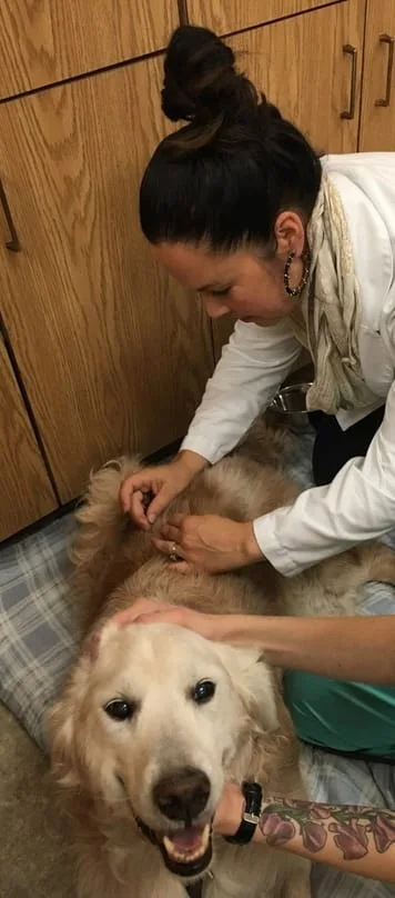 Dr. Ulmer placing needles in a canine patient.