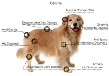 dog_therapeutic_laser2.jpg