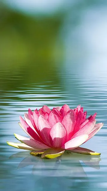 lotus flower