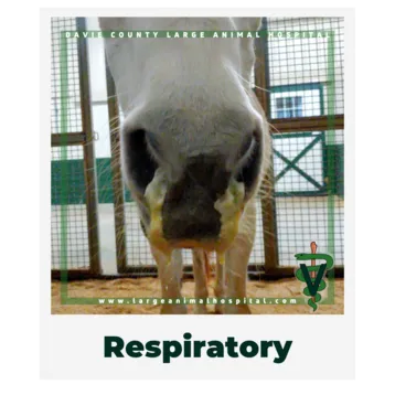 Respiratory.OwnerEducationLibrary.Davie.County.Large.Animal.Hospital.Nasaldischargehorse