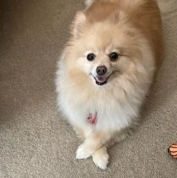 small Pomeranian dog laying down with it's paws crossed
