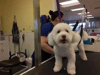 Puppy Cut for Cuddles