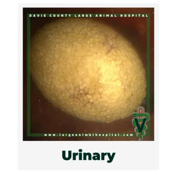 Urinary.OwnerEducationLibrary.Davie.County.Large.Animal.Hospital.Corneal.Urinarysystem.Bladderstoneinhorses