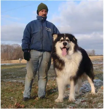 Alaskan Malamute