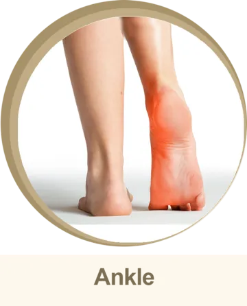 ankle