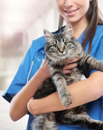 Veterinarian holding cat