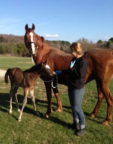 Mare and Foal