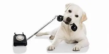 Dog on phone