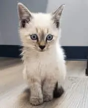 Kitten Care Charlotte